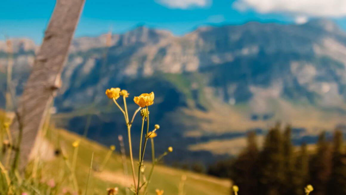 Ranunculus Acris, Perennial European Buttercup, At The Famous Kronberg Mountain, Appenzell, Alpstein, Switzerland Kronberg im Alpstein
